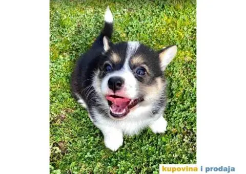 Velški korgi - pembrok štenci - 6/9