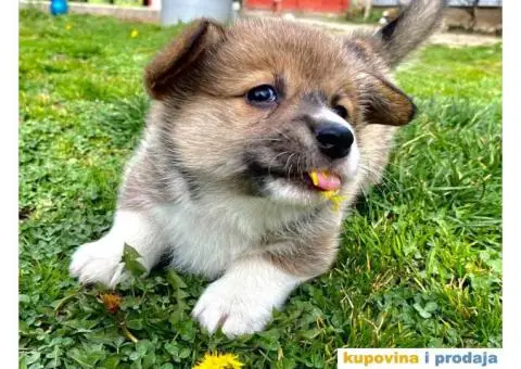 Velški korgi - pembrok štenci - 7/9