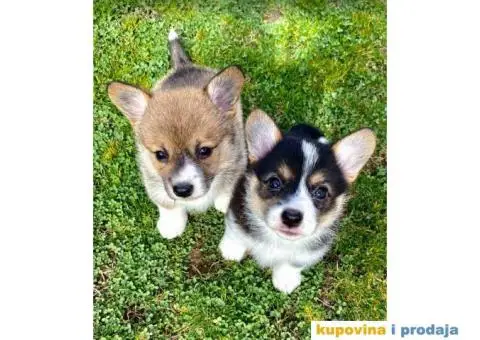 Velški korgi - pembrok štenci - 8/9