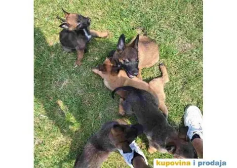 Belgijski ovcar MALINOA stenci - 1/10