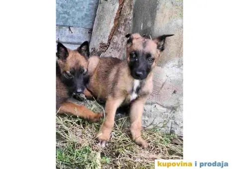 Belgijski ovcar MALINOA stenci - 2/10