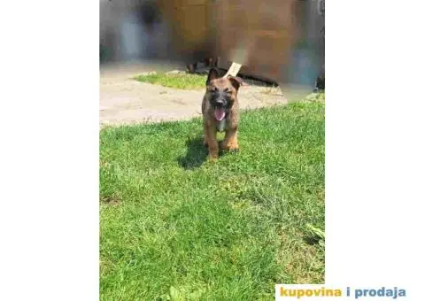 Belgijski ovcar MALINOA stenci - 3/10