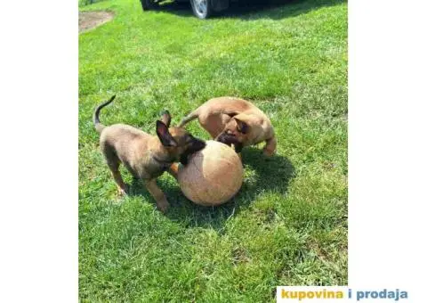 Belgijski ovcar MALINOA stenci - 4/10