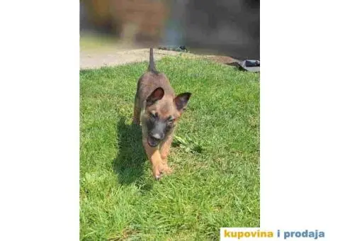 Belgijski ovcar MALINOA stenci - 5/10