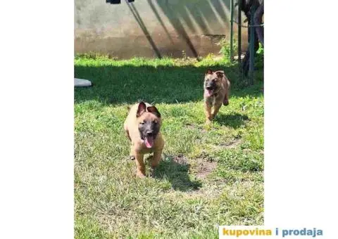 Belgijski ovcar MALINOA stenci - 6/10