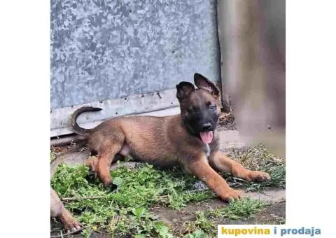 Belgijski ovcar MALINOA stenci - 7/10