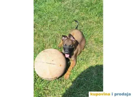 Belgijski ovcar MALINOA stenci - 8/10