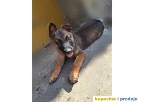 Belgijski ovcar MALINOA stenci - 10/10