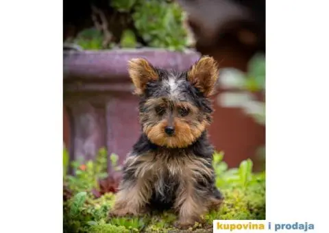 Jorkširski terijer Yorkie štenci - 1/5