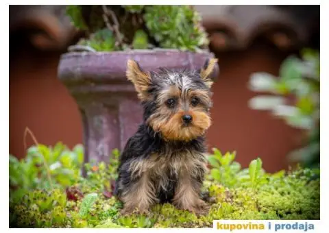 Jorkširski terijer Yorkie štenci - 2/5