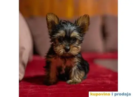 Jorkširski terijer Yorkie štenci - 3/5