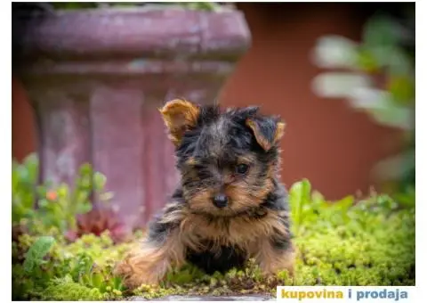 Jorkširski terijer Yorkie štenci - 5/5