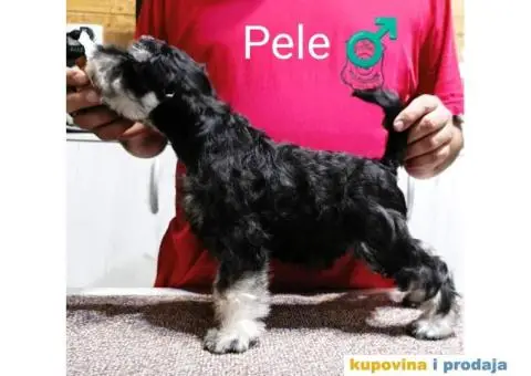 Patuljasti šnaucer crno-srebrni štenci - 1/3