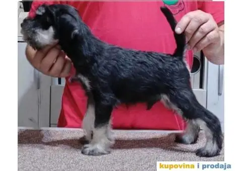 Patuljasti šnaucer crno-srebrni štenci - 2/3