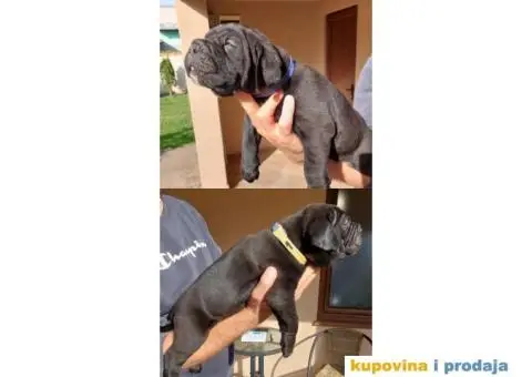 Cane Corso TOP štenci - 1/9