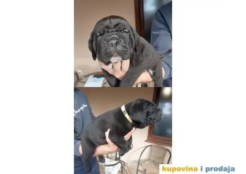 Cane Corso TOP štenci - 2/9