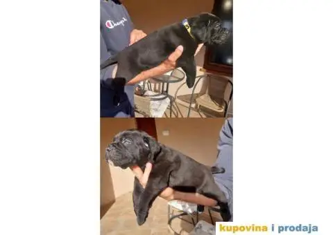 Cane Corso TOP štenci - 3/9