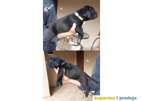Cane Corso TOP štenci - 4/9
