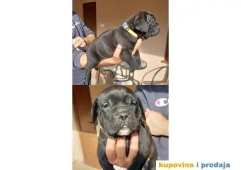 Cane Corso TOP štenci - 5/9