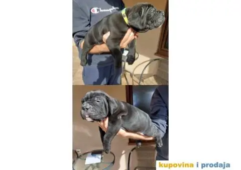 Cane Corso TOP štenci - 6/9