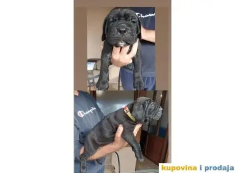 Cane Corso TOP štenci - 7/9