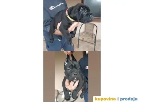 Cane Corso TOP štenci - 8/9