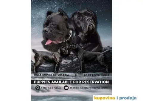 Cane Corso TOP štenci - 9/9