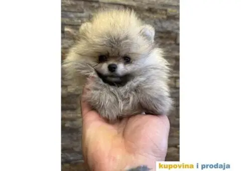 POMERANCI - 2/6