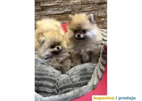 POMERANCI - 4/6