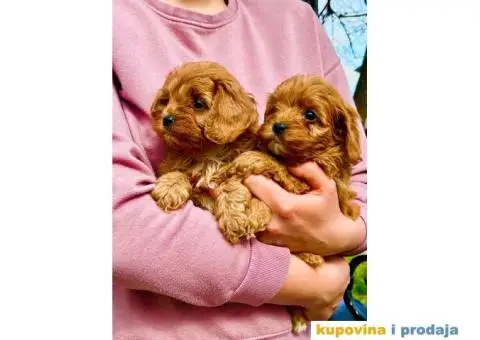 Cavapoo prelepi stenci - 1/7