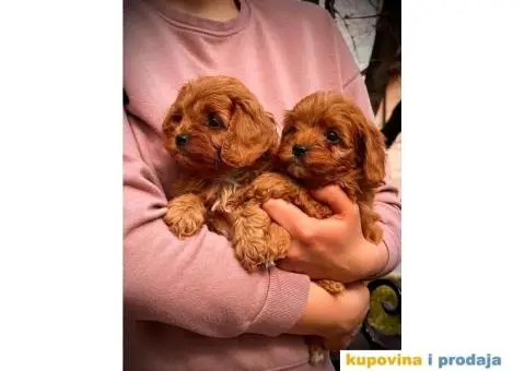 Cavapoo prelepi stenci - 2/7