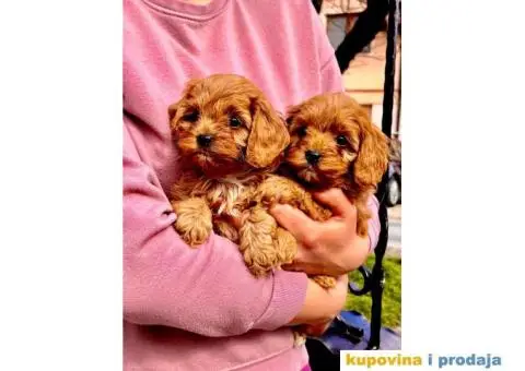 Cavapoo prelepi stenci - 3/7