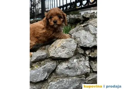 Cavapoo prelepi stenci - 4/7