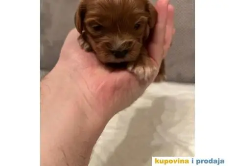 Cavapoo prelepi stenci - 5/7