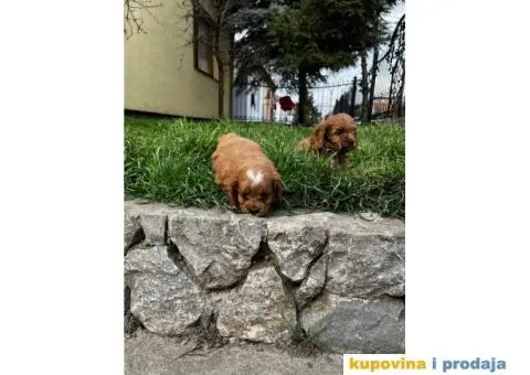 Cavapoo prelepi stenci - 6/7