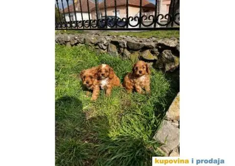 Cavapoo prelepi stenci - 7/7
