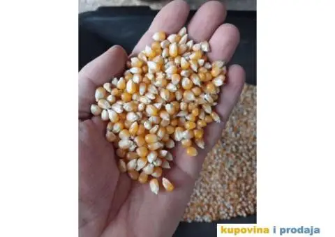 Prodaja kukuruza kokicara - 1/3
