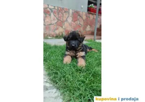 Nemački ovčar štenci - 3/10