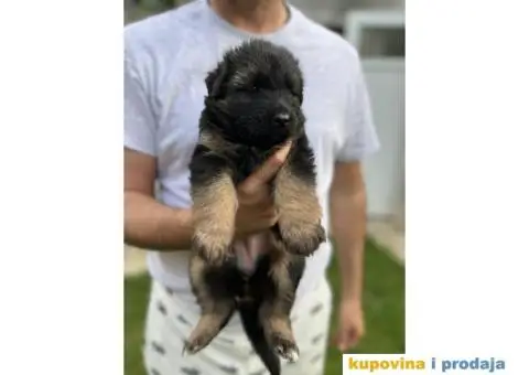 Nemački ovčar štenci - 9/10