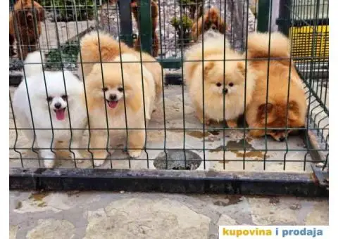 Dostupno pet zenki cistokrvnih POMERANACA - 1/7