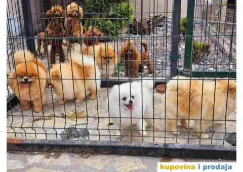 Dostupno pet zenki cistokrvnih POMERANACA - 2/7