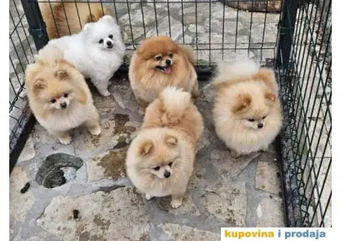 Dostupno pet zenki cistokrvnih POMERANACA - 3/7