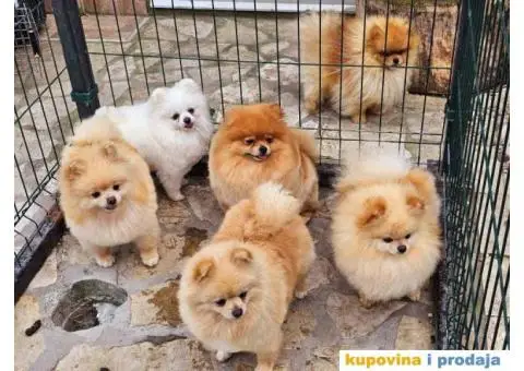Dostupno pet zenki cistokrvnih POMERANACA - 4/7