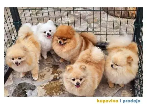 Dostupno pet zenki cistokrvnih POMERANACA - 5/7