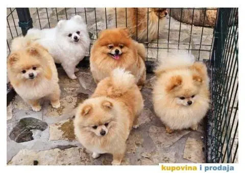 Dostupno pet zenki cistokrvnih POMERANACA - 6/7