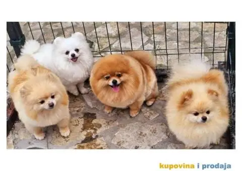 Dostupno pet zenki cistokrvnih POMERANACA - 7/7