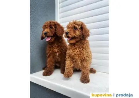 Crvena patuljasta pudla Top Stenci