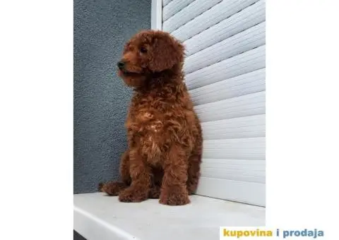 Crvena patuljasta pudla Top Stenci - 2/2