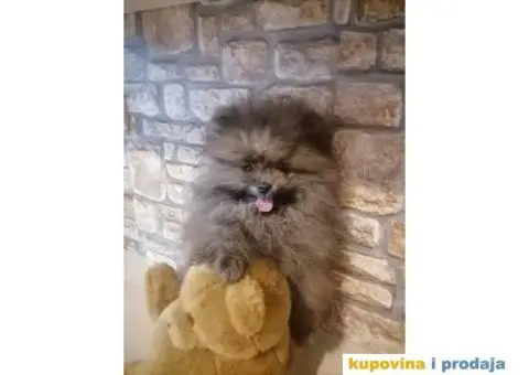 Prelepi štenci POMERANACA