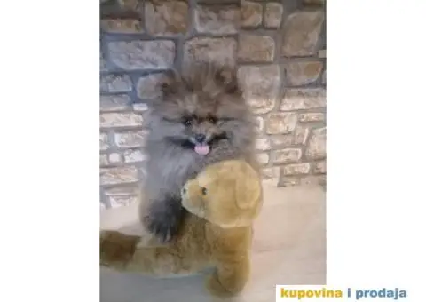 Prelepi štenci POMERANACA - 2/2
